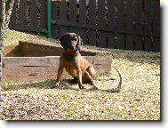 Bayriswcher Gebirgsschweisshund, Bavarian Mountain Scenthound