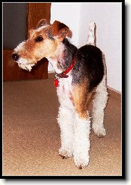 Fox terrier wire \\\\\(Dog standard\\\\\)