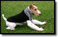 Fox terrier wire \(Dog standard\)