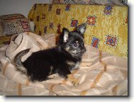 Chihuahua