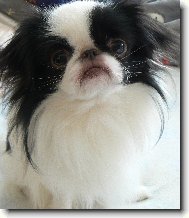 Chin, Japanese Chin