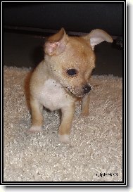 Chihuahua