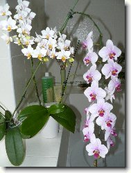 Phalaenopsis