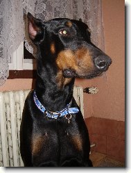 Dobermann, Doberman