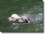 Weimaraner, Weimaraner Vorsterhund