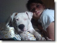 American staffordshire terrier \(Dog standard\)