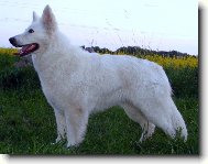 White swiss shepherd dog \\\\\(Dog standard\\\\\)