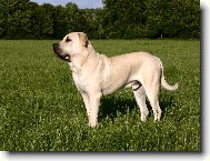 Mallorca mastiff \(Dog standard\)