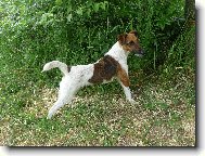 Fox Terrier Smooth