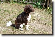 Kleiner Münsterlander, Small Munsterlander