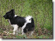 German spitz medium size \(Dog standard\)