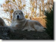 Tibetan Mastiff