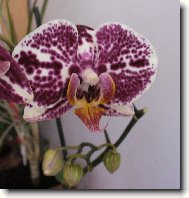 Orchidaceae