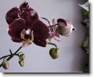 Orchideje