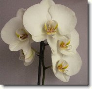 Orchideje