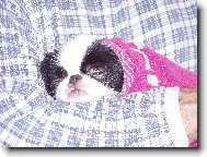 Chin, Japanese Chin