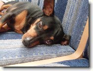 Miniature pinscher \(Dog standard\)