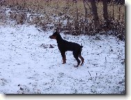 German Pinscher