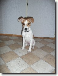 Parson russell terrier \(Dog standard\)