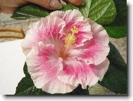 Hibiscus rosa-sinensis