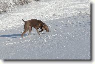 Weimaraner, Weimaraner Vorsterhund