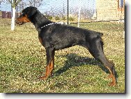 Dobermann, Doberman