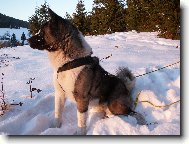American akita