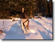 American akita