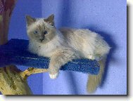 Birman \(cat\)