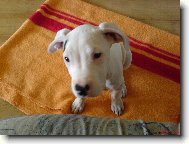 Dogo Argentino