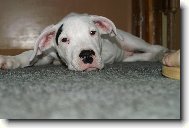 Dogo Argentino