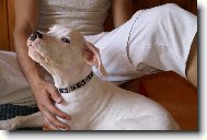 Dogo Argentino