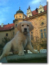 Golden Retriever