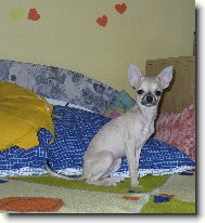 Chihuahua
