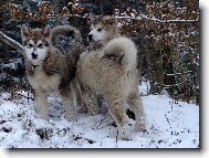 Alaskan Malamute