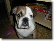 English Bulldog \(Dog standard\)