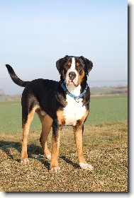 Great swiss mountain dog \(Dog standard\)