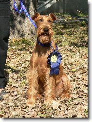 Irish Terrier