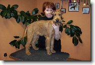 Irish  terrier \(Dog standard\)