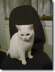 British shorthairs cat