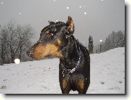 Dobermann, Doberman