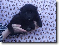 Deutscher spitz - Grossspitz, German Spitz  Giant Spitz
