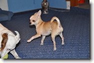 Chihuahua