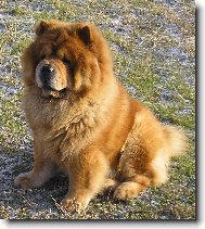 Chow chow \(Dog standard\)