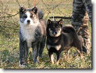 Japanese akita \(Dog standard\)