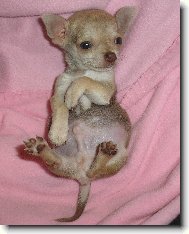 Chihuahua