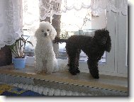 Poodle, caniche \(Dog standard\)