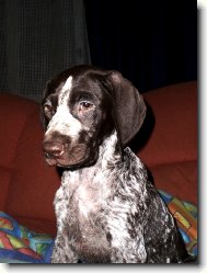 German shorthaired pointing dog \(Dog standard\)