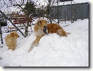 Borzoi - russian hunting sighthound \(Dog standard\)