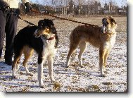 Borzoi - russian hunting sighthound \(Dog standard\)